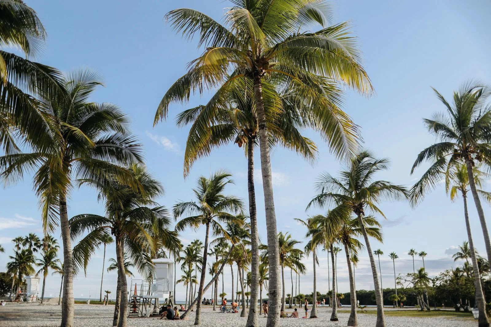 Palm-lined promenade along a South Florida park