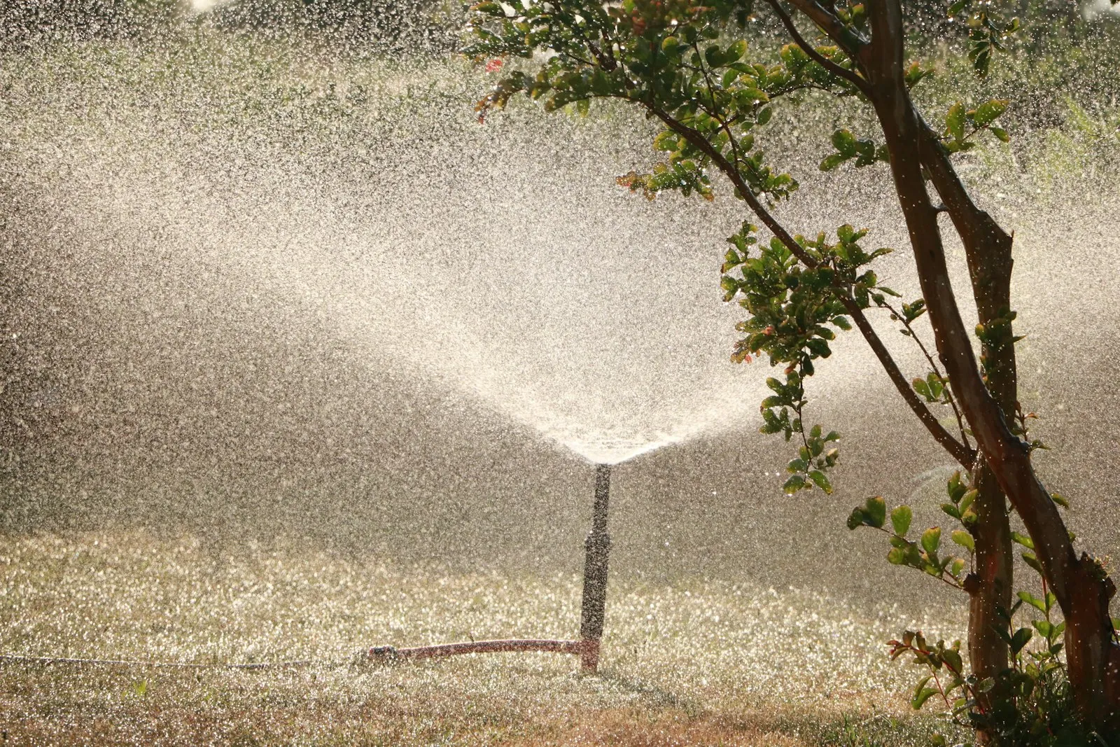 Sprinkler head irrigating a planted landscape bed