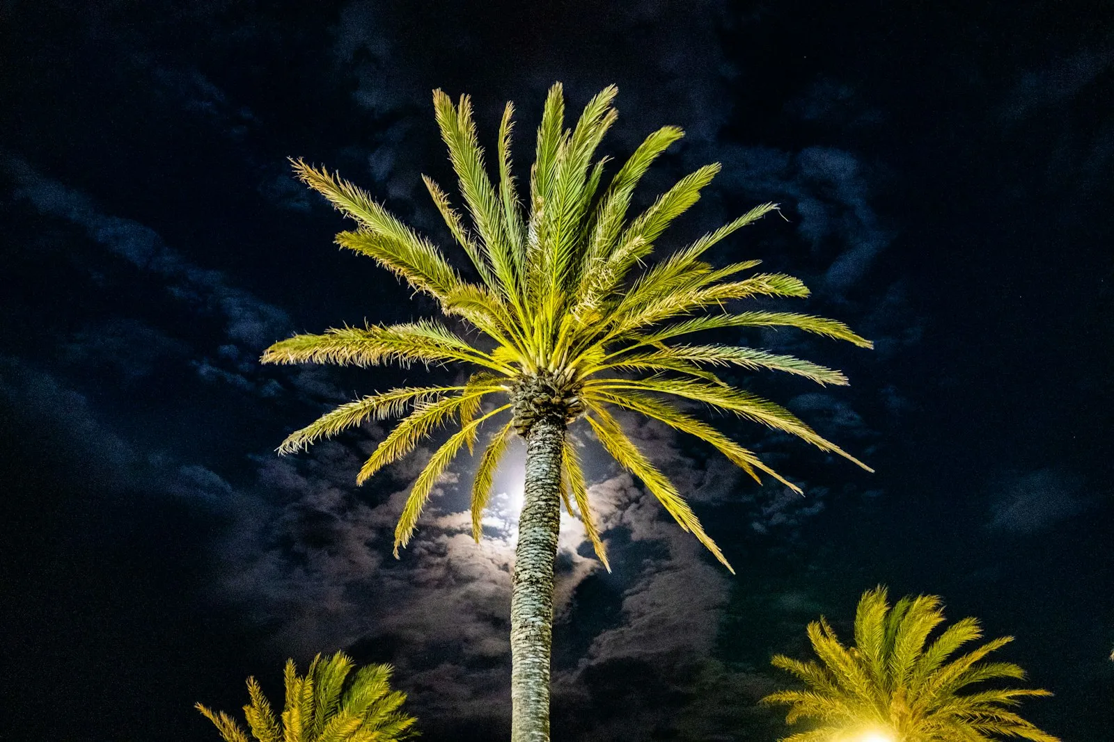 Palms uplit at night by low-voltage landscape lighting