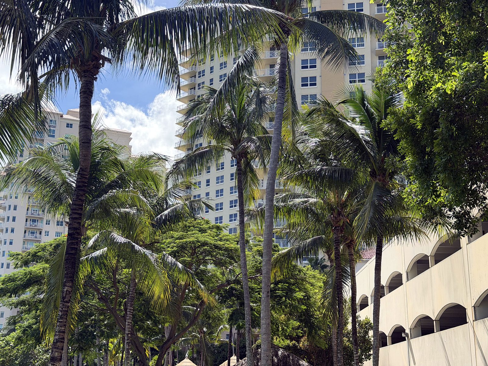 Turnberry on the Green — Palm Cleaning & Pruning